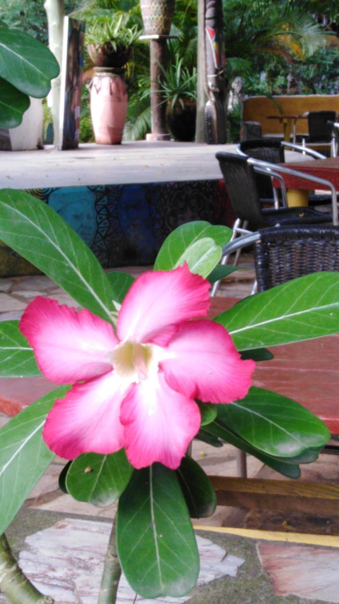 Kokrobite Gardens Restaurant And Guest House Luaran gambar